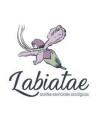 Labiatae